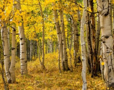 Tree Species Growth and Survival Response to Climate Change and Air Pollution: Model Development