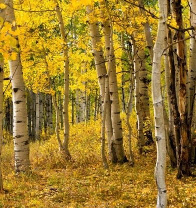Tree Species Growth and Survival Response to Climate Change and Air Pollution: Model Development