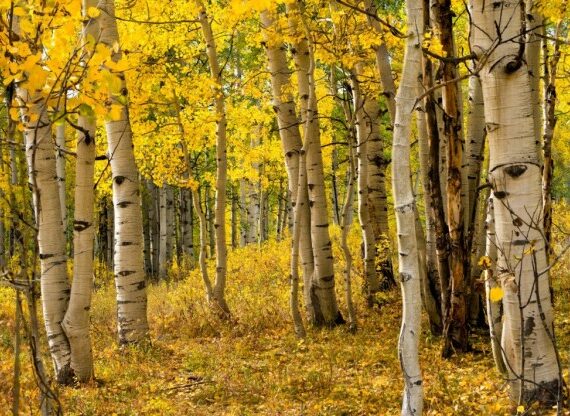 Tree Species Growth and Survival Response to Climate Change and Air Pollution: Model Development