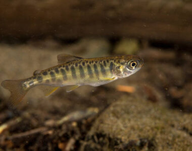Modeling Chinook Salmon Population Dynamics in the Lower Klamath Basin
