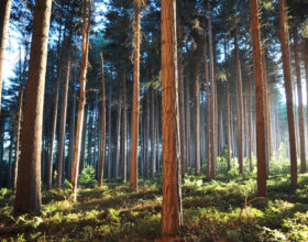 Modeling Tree Species Response to Air Pollution, Climate Change, and Forest Disturbance