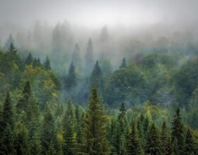 Critical Loads in National Forests
