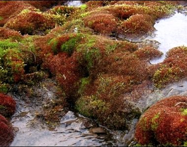 Impacts to Ecosystem Services From Aquatic Acidification