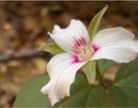 Plant Biodiversity Modeling