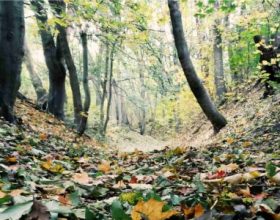 Plant and Soil Journal Accepts Manuscript