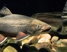New Publication Describes Models to Predict Fish Assemblages Based on Stream Chemistry