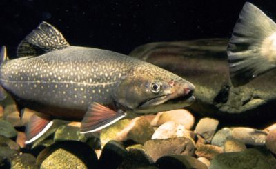 Brook Trout