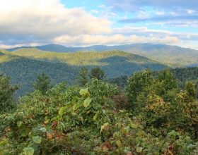 Sustainable Timber Harvesting on the Daniel Boone National Forest