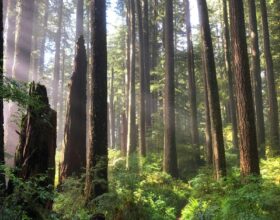 ODF / BSWCD Carbon Credit Decision Tools