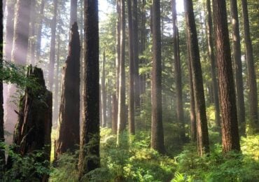 ODF / BSWCD Carbon Credit Decision Tools