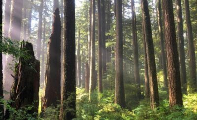 Trees and green forest floor with sun filtering in.