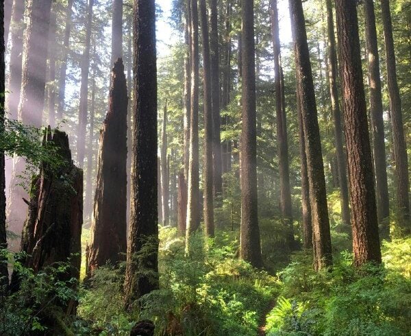 Trees and green forest floor with sun filtering in.