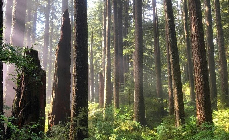 Trees and green forest floor with sun filtering in.