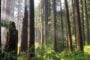 ODF / BSWCD Carbon Credit Decision Tools