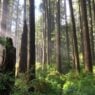 Trees and green forest floor with sun filtering in.